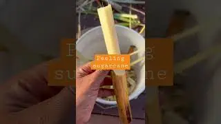 Peeling and eating sugarcane 😋😋😋#garden #gardening #sugarcane #backtobasics #fruit #sugar #eating