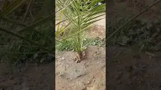 تحويل الفسيلة الى السندانة