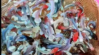 Tiếp tục đợt cá mới anh em ơi chúc anh em xem video vui vẻ nhé 🥰🥰