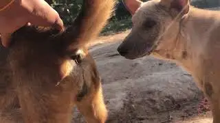 A Happy Dog&rsquo;s Story of Love and Care
