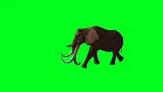 Elephant -Green Screen