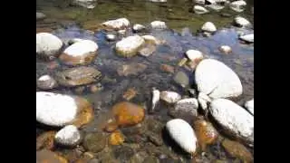 Haggis and the tadpoles on the Deerfield River