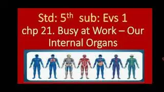 std 5th, Evs 1, Busy at Work - Our Internal Organs