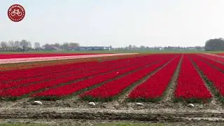 Cycling to the tulips