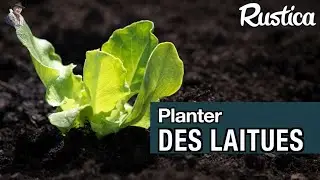Planter des laitues au jardin