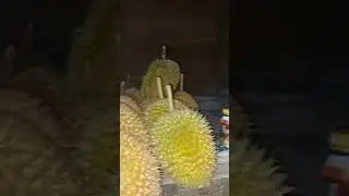 live jaga durian part2