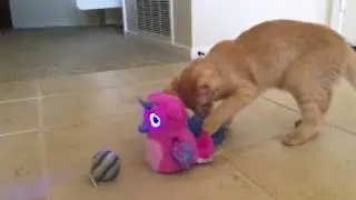Cats reaction to Owlicorn Hatchimal! Baby Stage of Hatchimals!
