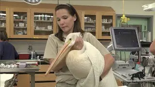 Dr. Mike's Video Blog: White Pelican