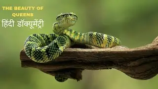 The Beauty of Snakes -[हिंदी डॉक्यूमेंट्री] 