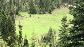 Bear sighting Lily Pad Lake Red Buttes Wilderness