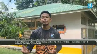 Dicing with death to help with tiger conservation efforts