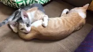 Rea&ccedil;&atilde;o da gata ao ser pega lambendo o cool do gato🤭