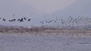 Stock Video - Geese and seagulls flying in the wind in slow motion over Utah Lake
