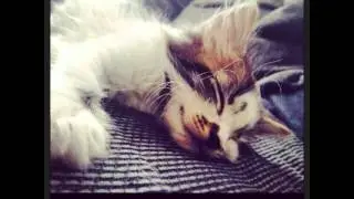 #cat #cats #pets #pet #スコティッシュフォールド #cutecats #animals #catstagram #cutecatsofinstagram #neko #kit