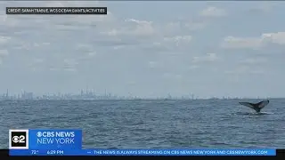 Humpback whales spotted within sight of NYC skyline