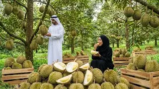 $500 Million Durian Mega Farm in Morocco 🇲🇦 | How the Desert Grows the World&rsquo;s Most Impossible Fruit