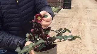 Bransford Webb&rsquo;s Weekly Looking Good Video 13.01.21