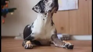 Happy together - two years! I Naquadah Catahoula leopard dog