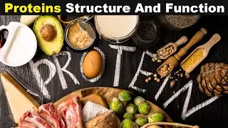 What Is Protein? | Proteins Structure And Function (Urdu/Hindi)