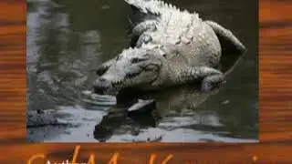 Tiere Animals Nastur by Selzer-McKenzie  Tiere Crocodile 20100504 Spitzkrokodil201000504