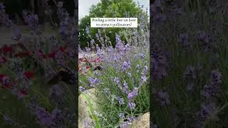 Attract Pollinators With These Flowers #organic #pollinators #pollinatorfriendly #flowers