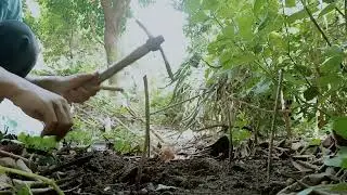 Making a hole bird trap | creative bird trap