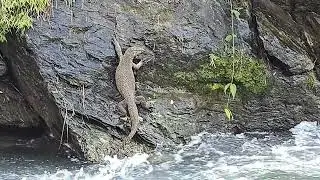 Video of Gohoro/Monitor lizard in chel river Gorubathan