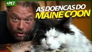 MAINE COON, O MAIOR GATO DO MUNDO TEM O MAIOR DOS PROBLEMAS? | PT. 3 | CUIDADOS VETERINÁRIOS
