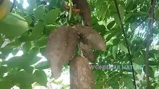 കാച്ചിൽകിഴങ്ങ്/kaachil kichangu/Dioscorea bulbifera (commonly known as the air potato