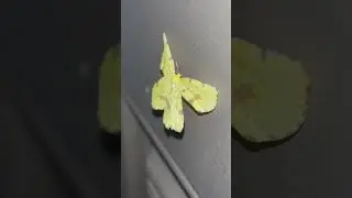 Yellow Crocus Geometer 🟡🟤 #mothcore #moths #nature #beautiful #insects
