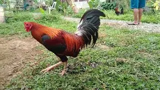 Supersweater Kelso Broodcock