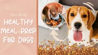 My Beagle's Meal Prep + healthy meal ideas for dogs