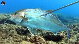 PESCASUB Sardegna Pesci e Polpi a Pesca col DRONE Pesca subacquea inverno