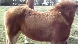 Colt and Filly Suffolk Punch Foals