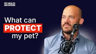 Immune Support for Pets: How to Strengthen Your Dog or Cat&rsquo;s Immune System Naturally