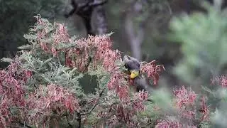 Green Rosella eating seed pods of the silver wattle