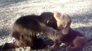 Mali monkey playing with a dachshund puppy
