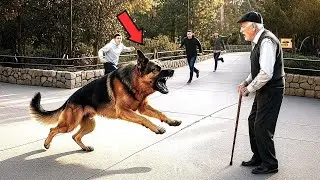 Police Dog Escapes From His Cage &mdash; Elderly Man Refused to Run Away, What Happened Next...
