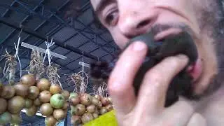Michael Lanfield Eating Black Sapote in San Isidro de El General, Costa Rica