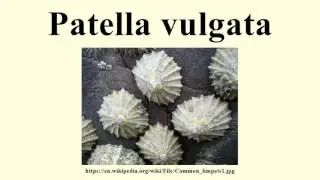 Patella vulgata