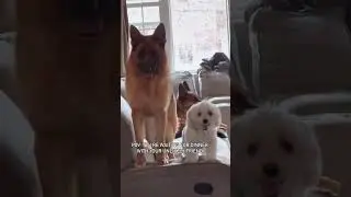 Small Dog and Big Dog Being Buddies &ndash; Caicai the German Shepherd & Poco the Havanese 🍽️