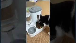 Automatic Dog & Cat Feeder with Water Fountain #shorts #youtubeshorts