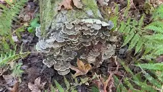 Wood Decay Fungi