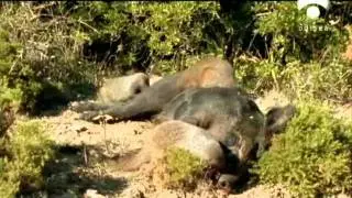 BBC Nature Documentary - The Devil in the Forest