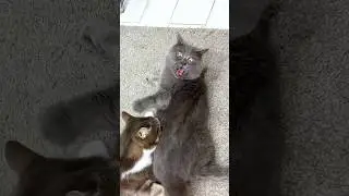 Вы видали этого красавчика? #федя #cat #смешныекоты #cute #fedya #котик #кот