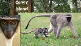 Unbelievable troop monkey | coney island Singapore