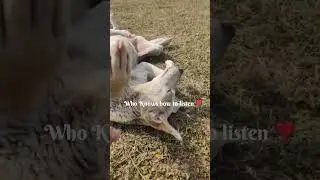 Dogs Do Speak But Only To Those... #dog #shorts #shortsvideo #shortsfeed #doglife #dogbreed