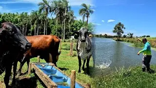 Conhecendo uma nova FAZENDA, Pescaria de GIGANTES um bom dia na roça muitos animais!