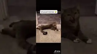 #unusualmemes #unujualmemes #memes #mem #fyp #foryou #animal #funny #parati