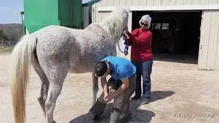 MFMN Horse Rescue and Sanctuary Adoption Jamboree